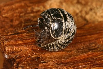 Diplopoda rolling itself Mauvezin Ariège France