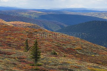 Herbstfarben auf verbrannten Hügeln Yukon Canada