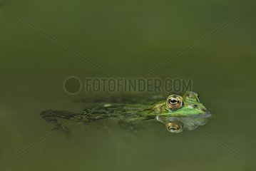 Lowland Frog swimming Auvergne France
