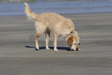 Wet dog on a sandy beach