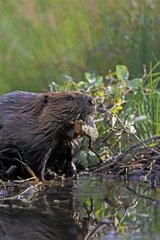 Beaver arriving in top of a small stopping with a branch