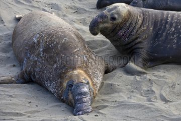 Od males Northern Elephant Seals California USA