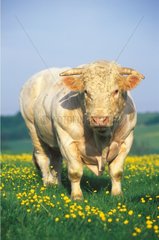 Charolais bull in a field France