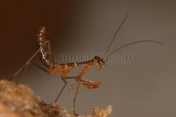 Young Mantid just after emergence in a breeding