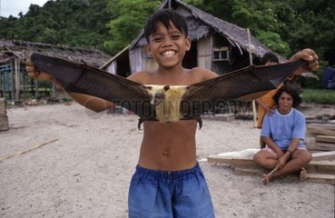 Child and Flying Fox driven out to be eaten Sulawesi