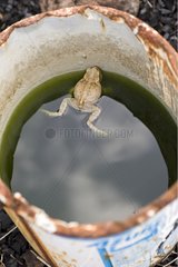 Dead frog in a bucket in Martinique Island