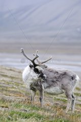 Male Reindeer Longyearbyen Spitsbergen
