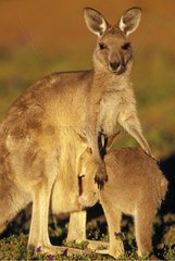 Female Eastern Grey Kangaroo feeding its small Australia