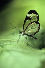 Butterfly Greta Costa Rica