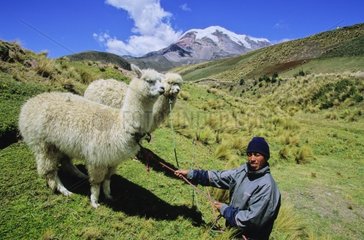 Indigène Puruhae avec ses Alpacas Equateur