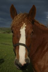 Porträt eines Pferdes in Pre Puy-de-dome Frankreich