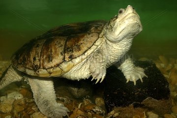 Portrait of alligator snapping turtle
