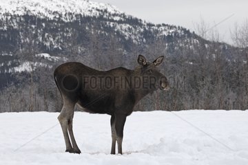 Junger Elch im Snow Lawnes Flatanger Norwegen