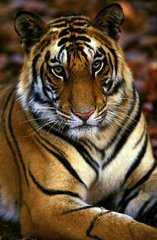 Jeune Tigre du Bengale mâle PN Bandhavgarth Inde