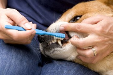 Brossage de dents d'un vieux chien France