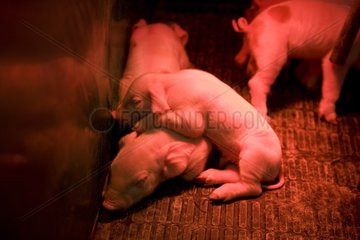 Piglets warming under a lamp Mirabel Canada