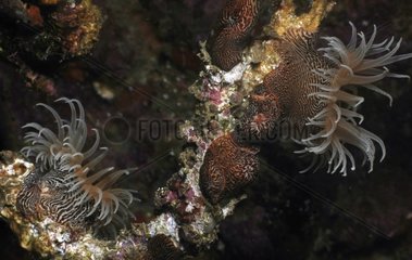 Parasitic anemones in the reef Polynesia Marquesas Islands