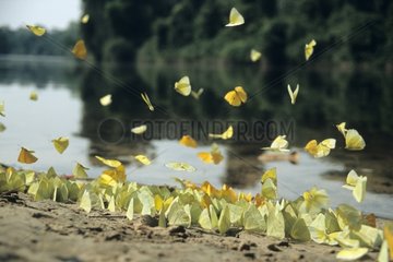 Statira Sulphurs watering on ground tropical Forest Brazil