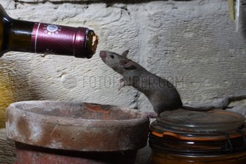 House Mouse before a domestic bottle of wine