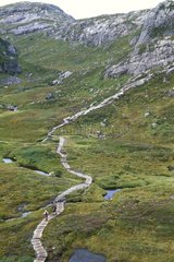 Wanderweg überqueren ein Norwegen -Torf -Moor