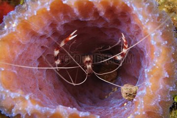 Crevette nettoyeuse épineuse dans une éponge Belize