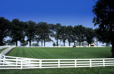 Beautiful expensive horse farm with white fence for Kentucky Derby type horses near Lexington Kentucky USA
