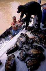 Brazilian environmental police seize illegal hunt in Amazon rainforest. Apprehension of C__gados ( cagados )  a kind of fresh-water turtle. Environmental inspection  illegal activity  illegal hunt.