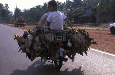 Transport of ducks on a motorbike
