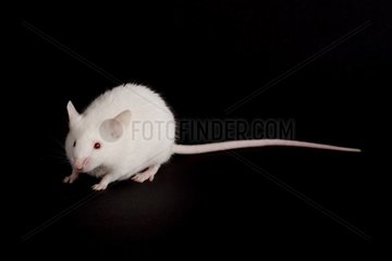 White domestic mouse on a black bottom