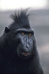 Macaque Nègre Portrait d'un mâle Célèbes Indonésie