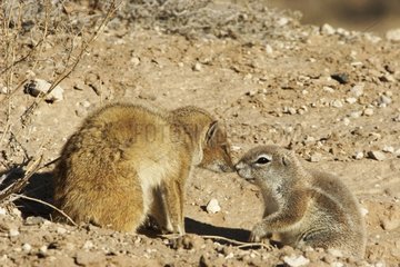 South african ground squirrel and Yellow mongoose touching