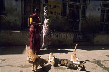 Woman feeding cats in the street India