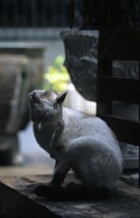 Cat sitting on a bench and itching itself Bangkok Thailand
