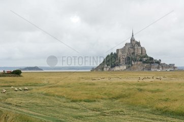 Meadows and sheeps at the foot of Mont-Saint-Michel France