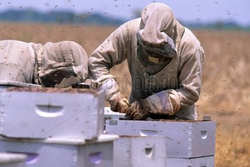 Bee-keeper and hive Southern EstTexas USA