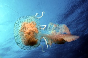 Mauve stinger jellyfish Meditarranean