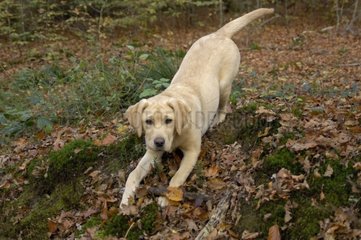 Labrador playing in the forest