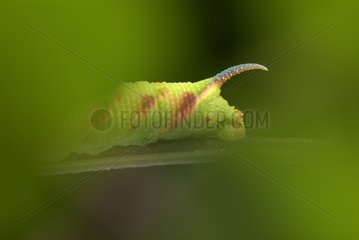 Lime Hawk-Moth-Raupe im Herbst Dordogne