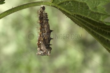 Caterpillar von Komma -Schmetterling in Nymphosis Frankreich