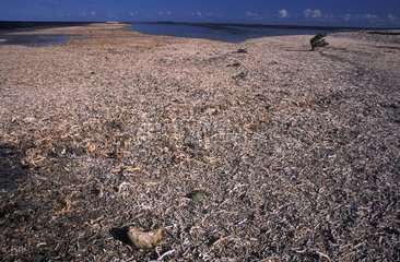 Dead coral spit at low tide New caledonia