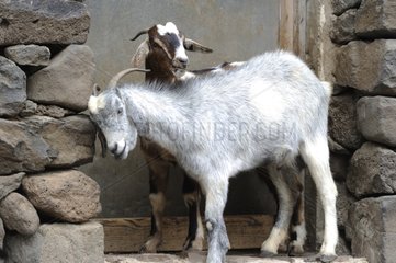 Goats at a door - Fuerteventura Canaries