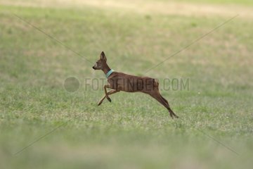 Female Roe deer running in a field France