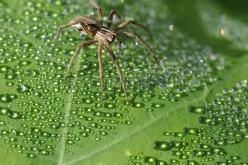Nursery web Spider on dewy leaf - Lorraine France