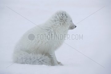 Arktischer Fuchs saÃŸ in schneebedeckter Tundra in Island