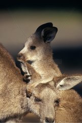 Female Eastern Grey Kangaroo and its small Warrumbungle NP