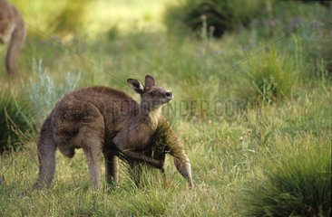 Eastern Grey Kangaroo male Warrumbungle National Park