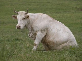 Charolais Cow sitzt auf einem Feld hinten auf ihr