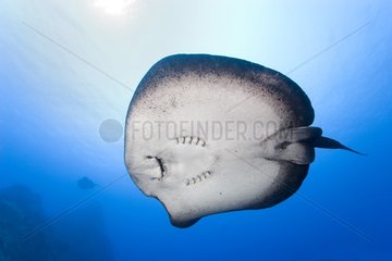 Blotched fantail ray Cocos islands Costa Rica