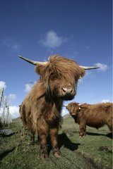 Highland cows in a meadow Hebrides Scotland