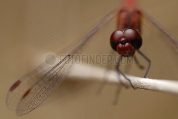 Scarlet Dragonfly on a twig Aquitaine France